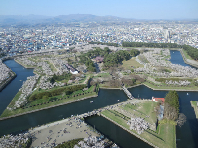 五稜郭公園の桜