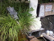 arcadiaさんの「平成の名水百選」 観音霊水の投稿写真1