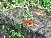 空と海さんの熊野古道 松本峠?花の窟の投稿写真1