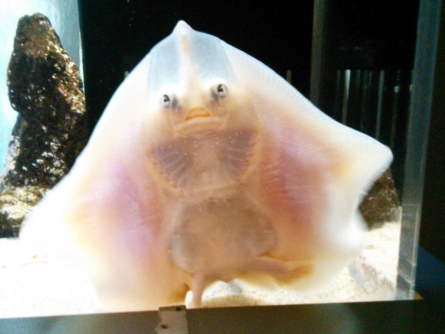 ぴょんぴょん跳ねておもしろい生き物_男鹿水族館GAO