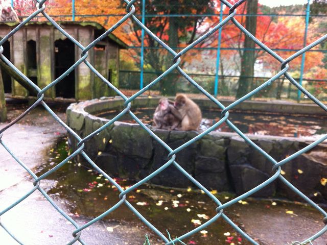 外にいたお猿_阿蘇猿まわし劇場