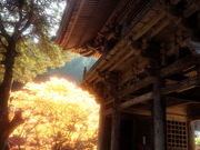 どせいさんさんの明通寺の投稿写真1