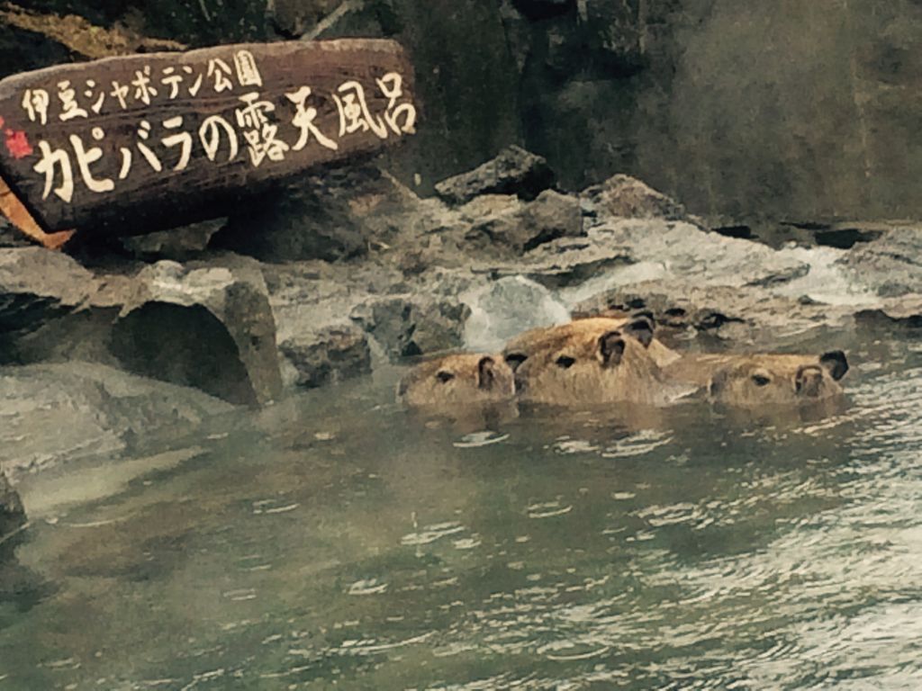 伊豆シャボテン公園