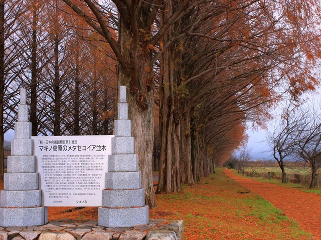 ピックランドのすぐそばにあるメタセコイア並木_高島市マキノ農業公園マキノピックランド
