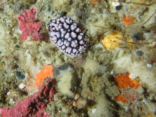 ウミウシが美しい。_浮島海水浴場