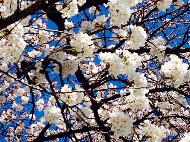 桜満開_自由学園明日館