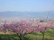 oranasuriさんの一宮町の桃の花の投稿写真1