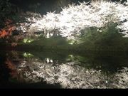 ベッキーさんの舞鶴公園のさくらの投稿写真1