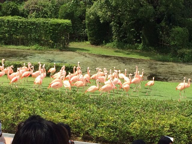 宮崎市フェニックス自然動物園