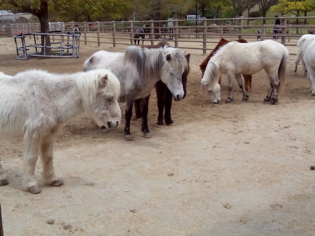 仲良く並んで。_野間馬ハイランド
