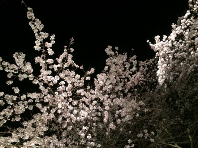 桜のライトアップ_福岡城跡