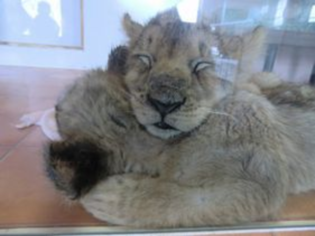 時期が良いと色んな動物の赤ちゃんに会えます!_九州自然動物公園アフリカンサファリ
