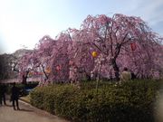 ちゃんなるさんの榴岡公園の投稿写真1