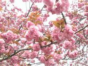 いなっちさんの天平の丘公園の投稿写真1