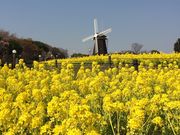 まなぴさんの花博記念公園鶴見緑地の投稿写真2