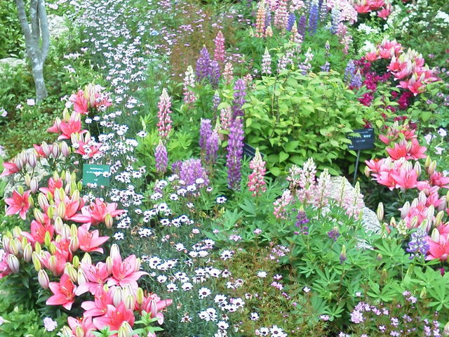 高知駅周辺の観光地からも近かったので行きました。花の多い季節でとてもきれいで、ケーキセットも美味_高知県立牧野植物園