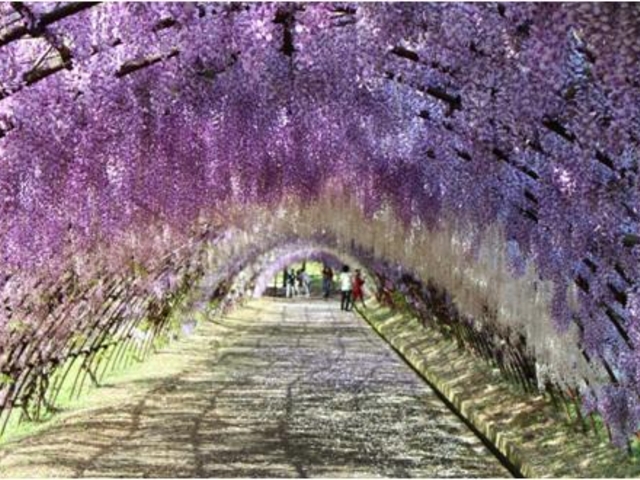 2011年5月1日撮影_河内藤園