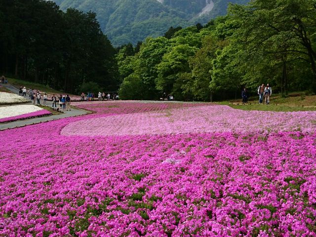 芝桜&武甲山2_羊山公園の芝桜