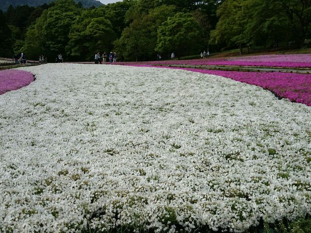 芝桜1_羊山公園の芝桜