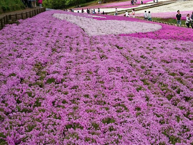 芝桜2_羊山公園の芝桜