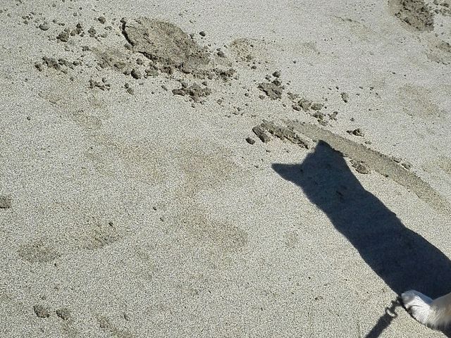 ワンコと_入田浜