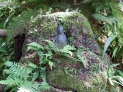 かなままさんの妙法寺(苔寺)の投稿写真2