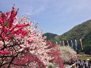 なべ太郎さんの園原の里の投稿写真2