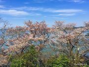 まさむねさんの桂島の投稿写真1