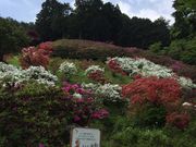 てぷてぷさんの五大尊のツツジの投稿写真2