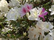 てぷてぷさんの五大尊のツツジの投稿写真3