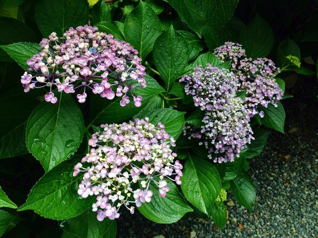 Tomoさんの都麻乃郷あじさい園の投稿写真1