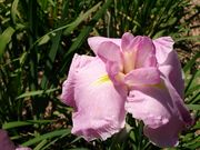 ムクさんの染谷花しょうぶ園の投稿写真1