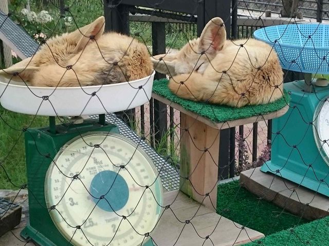 ぐっすりフェネック_京都市動物園
