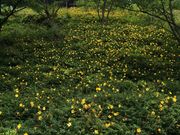 めたさんの松川湖の投稿写真1