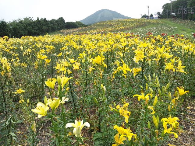 ゆみぶさんの鹿沢スノーエリアの投稿写真1
