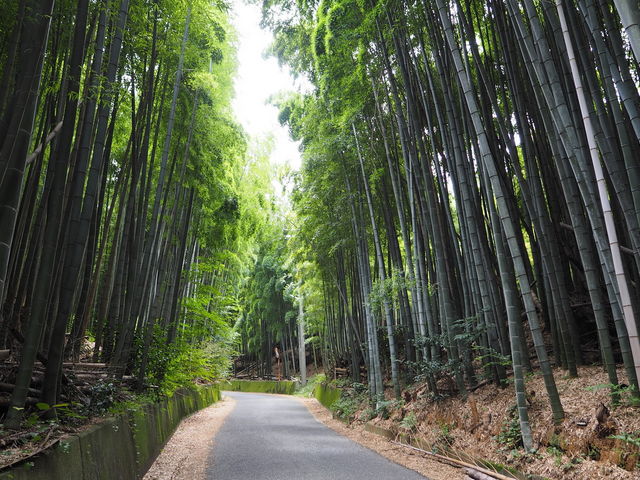 sklfhさんの美濃山の竹林の投稿写真1