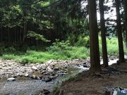 びびちゃんさんの八曽モミの木キャンプ場の投稿写真1