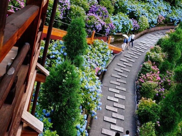 紫陽花_善峯寺