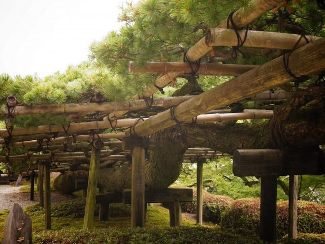 遊龍の松_善峯寺