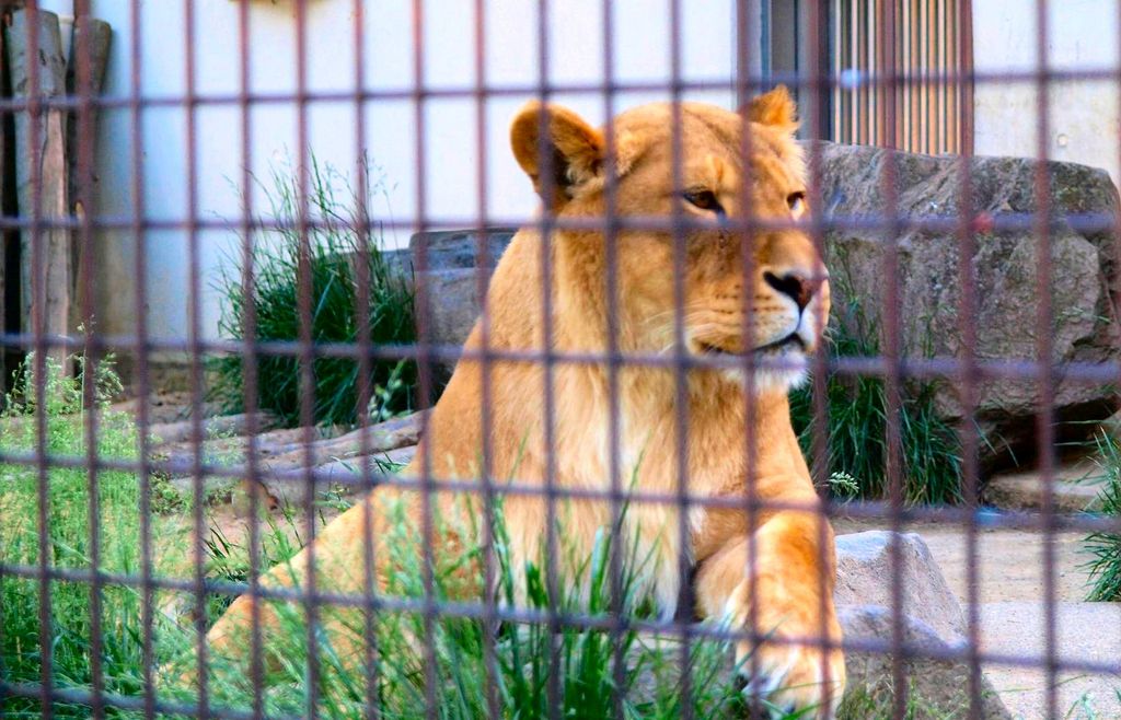 茶臼山動物園