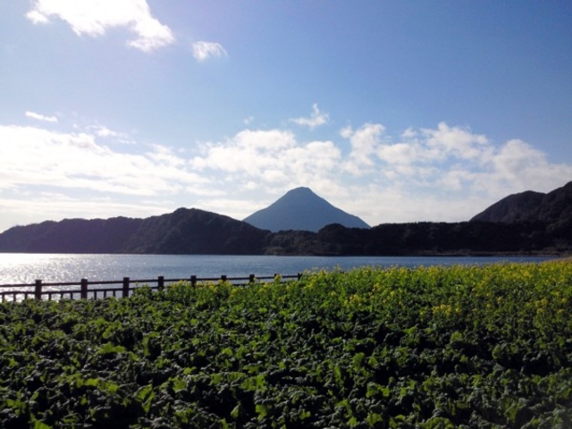 kingtutさんの指宿市の菜の花畑の投稿写真1