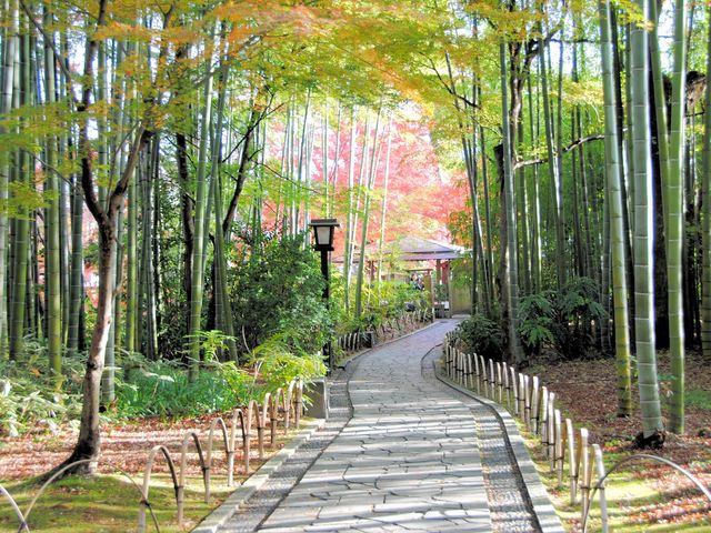 竹林の小径_竹林の小径