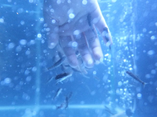 ドクターフィッシュ_サケのふるさと千歳水族館