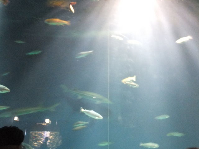 一番最初に現れる水槽_サケのふるさと千歳水族館