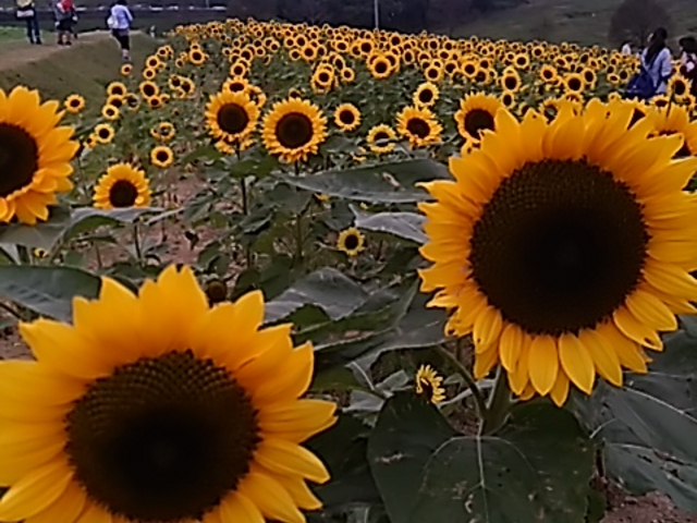 あわじ花さじき