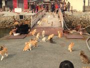 むたさんの青島の投稿写真1