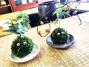 ともちゃんさんのhanayukiの投稿写真1