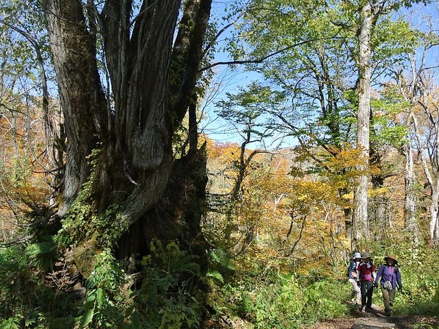 カツラの古木が多いカラ谷_天生峠