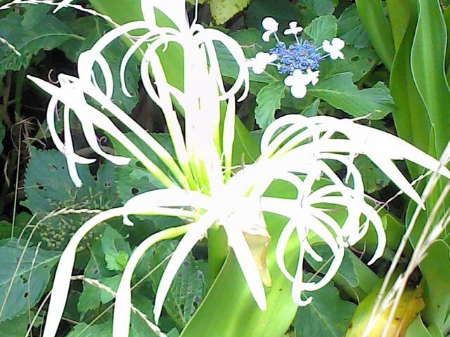 さすが北海道ではあまり見たことのないお花が色々咲いていました_八丈富士