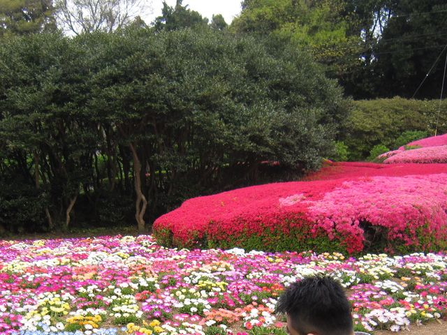 花がとてもキレイ_のこのしまアイランドパーク